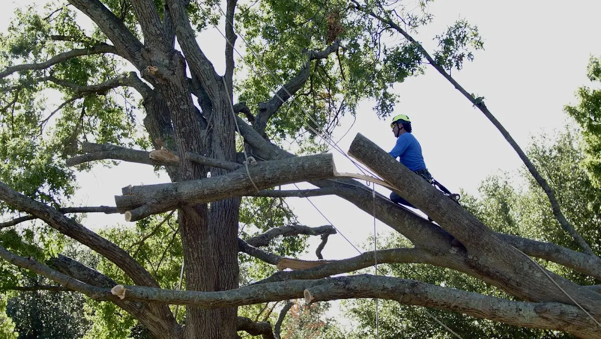 Professional Hazardous Tree Removal performed by certified arborists in Riddleton