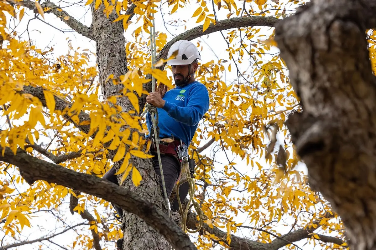 Skilled Tree Trimming crew working in Riddleton